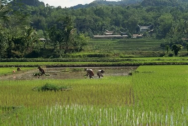 Agricultural landscape with people working in rice paddies
