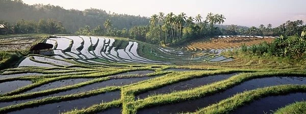 Agricultural landscape of rice fields and terraces