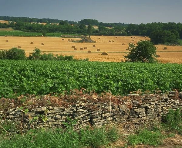 Agricultural landscape of vineyards and fields in the Haute Cotes de Beaune