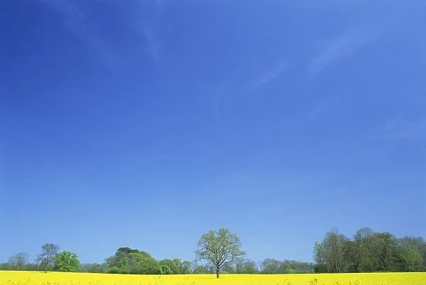 Agricultural landscape of yellow field with trees and blue sky in Northamptonshire