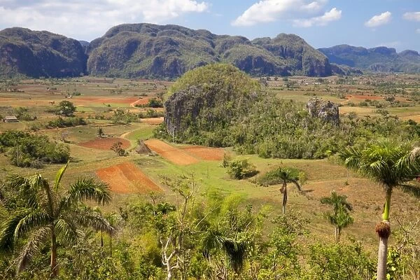 Agriculture in the dramatic Valle de Vinales, UNESCO World Heritage Site