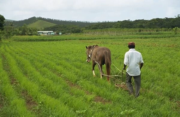 Agriculture in the Highlands, Fiji, Pacific Islands, Pacific