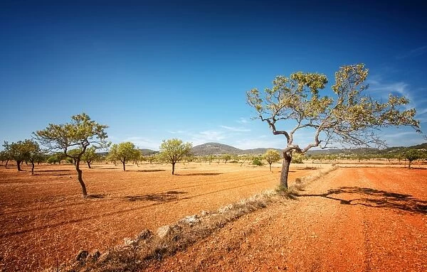 Agriculture on red clay soil, on the island of Ibiza, Balearic Islands, Spain, Mediterranean