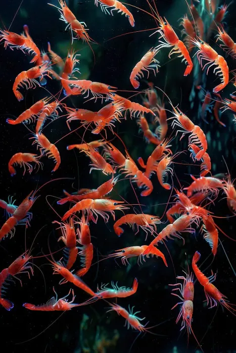 Framed Print : AI generated image of a Swarm of shrimps in a canyon with hydrothermal vents Framed Print : AI generated image of a Swarm of shrimps in a canyon with hydrothermal vents