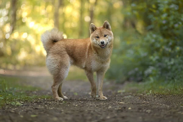 Akita Inu dog at sunset in a wood looking straight at the camera, Italy, Europe