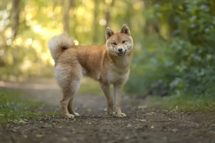 Framed Print : Akita Inu dog at sunset in a wood looking straight at the camera, Italy, Europe