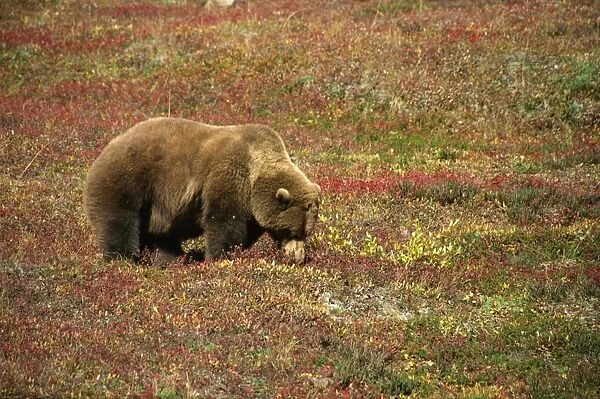 Alaskan brown bear (grizzly), grazing on tundra berries, Denali National Park