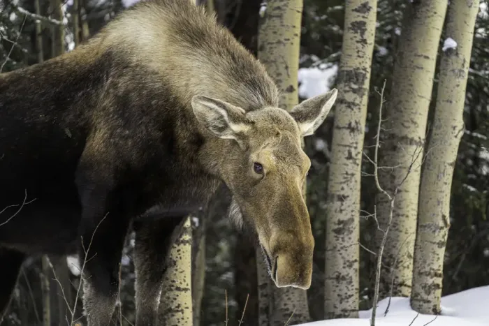 Framed Print : An Alaskan moose in winter roaming the Denali National Park, Alaska Framed Print : An Alaskan moose in winter roaming the Denali National Park, Alaska
