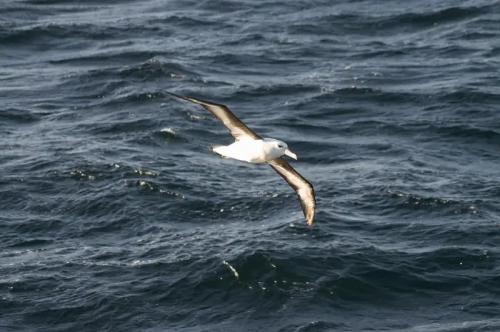 Framed Print : Albatross near Falkland Islands, South America Framed Print : Albatross near Falkland Islands, South America