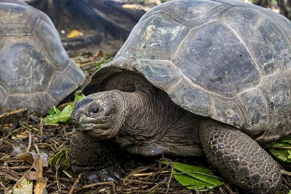 Aldabra giant Seychelles tortoise (Aldabrachelys gigantea), Anse Takamaka, Mahe