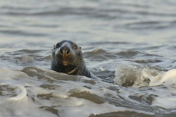 Alert grey seal (Halichoerus grypus) spy hopping at the crest of a wave to look ashore