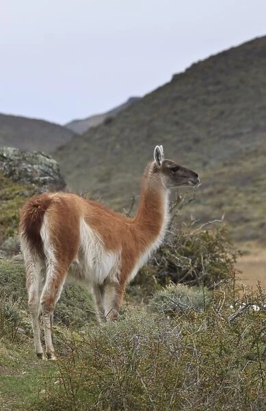 Alert guanaco (Lama guanicoe), Torres del Paine National Park, Patagonia, Chile, South America