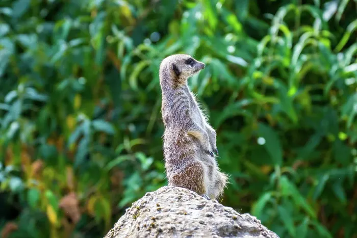 Framed Print : Alert meerkat standing on a rock with green foliage in the background at London Zoo, London, England, United Kingdom, Europe Framed Print : Alert meerkat standing on a rock with green foliage in the background at London Zoo, London, England, United Kingdom, Europe