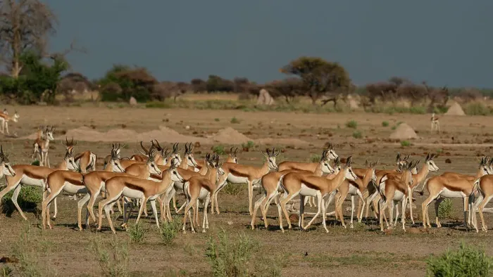 Framed Print : Alerted springboks (Antidorcas marsupialis), Nxai Pan National Park, Botswana, Africa Framed Print : Alerted springboks (Antidorcas marsupialis), Nxai Pan National Park, Botswana, Africa