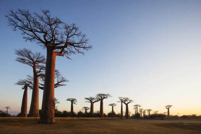 Framed Print : Allee de Baobab (Adansonia), at sunrise, western area, Madagascar, Africa Framed Print : Allee de Baobab (Adansonia), at sunrise, western area, Madagascar, Africa