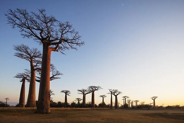 Allee de Baobab (Adansonia), at sunrise, western area, Madagascar, Africa