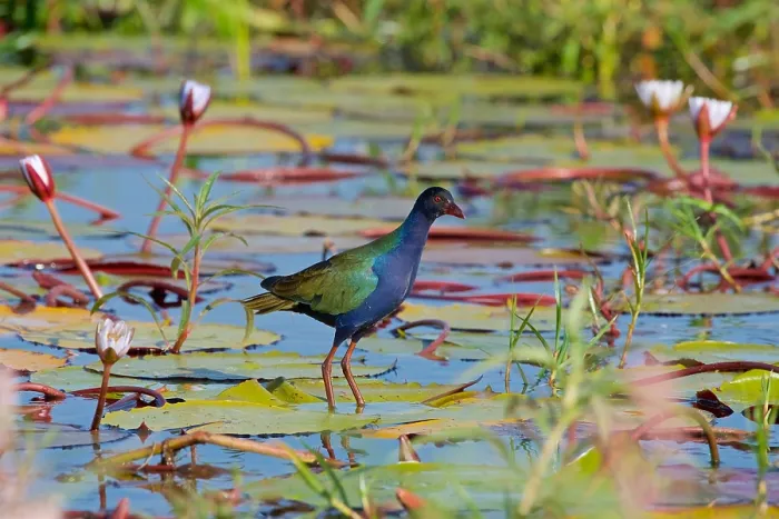 Framed Print : Allens (Lesser) Gallinule, (Porphyrio alleni), Chobe National Park, Botswana Framed Print : Allens (Lesser) Gallinule, (Porphyrio alleni), Chobe National Park, Botswana