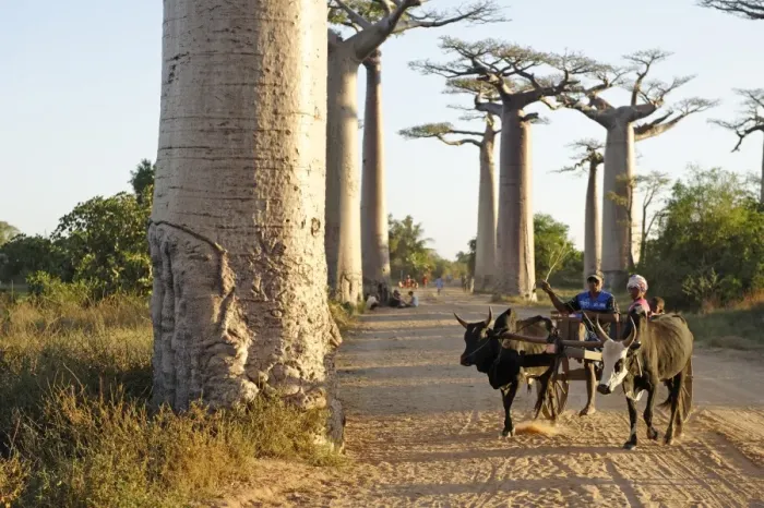 Framed Print : The Alley of the Baobabs (Avenue de Baobabs), a prominent group of baobab trees lining the dirt road between Morondava and Belon i Tsiribihina, Madagascar, Africa Framed Print : The Alley of the Baobabs (Avenue de Baobabs), a prominent group of baobab trees lining the dirt road between Morondava and Belon i Tsiribihina, Madagascar, Africa