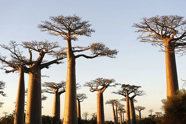 The Alley of the Baobabs (Avenue de Baobabs), a prominent group of baobab trees lining the dirt road between Morondava and Belon i Tsiribihina, Madagascar, Africa