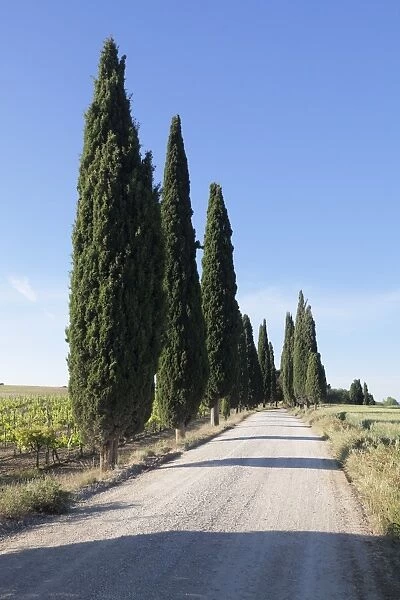 Alley of cypress trees, near Pienza, Val d Orcia (Orcia Valley), UNESCO World Heritage Site