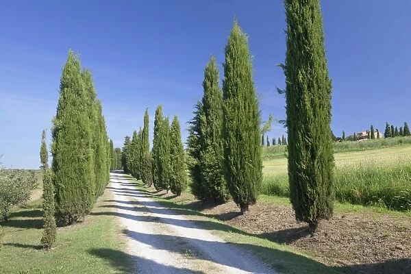 Alley of cypress trees, near Pienza, Val d Orcia (Orcia Valley), UNESCO World Heritage Site