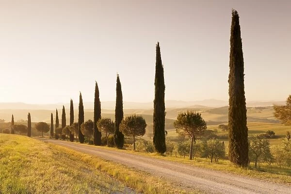 Alley of cypress trees at sunrise, near San Quirico, Val d Orcia (Orcia Valley)