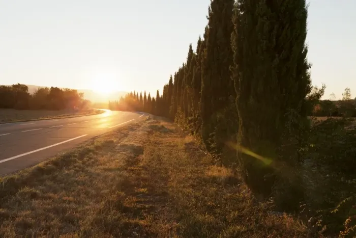 Framed Print : Alley of cypresses along a road at sunset, Gordes, Provence, Provence-Alpes-Cote d Azur Framed Print : Alley of cypresses along a road at sunset, Gordes, Provence, Provence-Alpes-Cote d Azur