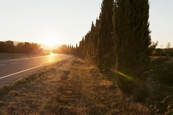 Alley of cypresses along a road at sunset, Gordes, Provence, Provence-Alpes-Cote d Azur