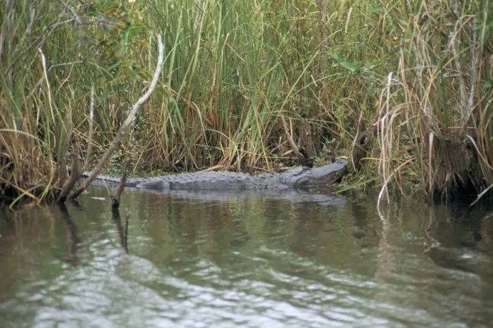 Framed Print : Alligator, Anhinga Trail Framed Print : Alligator, Anhinga Trail