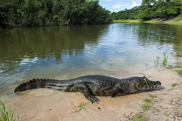 Alligator (Yacare caiman) in the Pantanal, UNESCO World Heritage Site, Brazil, South America