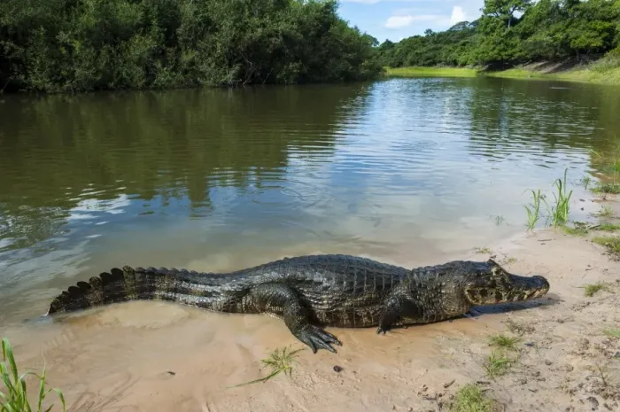 Framed Print : Alligator (Yacare caiman) in the Pantanal, UNESCO World Heritage Site, Brazil, South America Framed Print : Alligator (Yacare caiman) in the Pantanal, UNESCO World Heritage Site, Brazil, South America