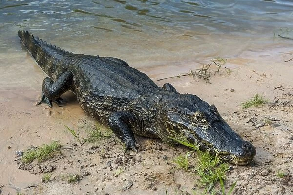 Alligator (Yacare caiman), Pantanal Conservation Area, UNESCO World Heritage Site, Brazil, South America