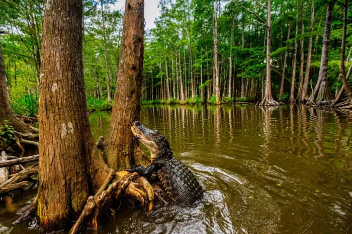 Framed Print : Alligators, swamp near New Orleans, Louisiana, United States of America, North America Framed Print : Alligators, swamp near New Orleans, Louisiana, United States of America, North America