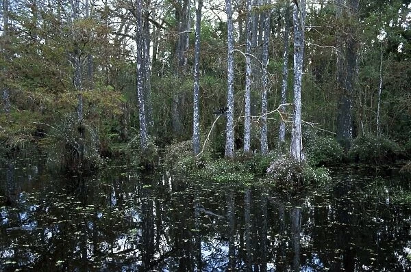 Alligators in swamp waters at Babcock Wilderness Ranch