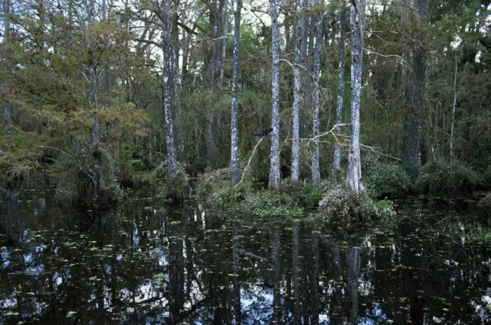 Framed Print : Alligators in swamp waters at Babcock Wilderness Ranch Framed Print : Alligators in swamp waters at Babcock Wilderness Ranch
