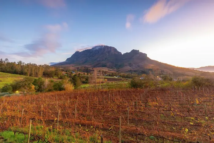 Framed Print : Alluvia Vineyard at sunrise, Stellenbosch, Western Cape Province, South Africa, Africa