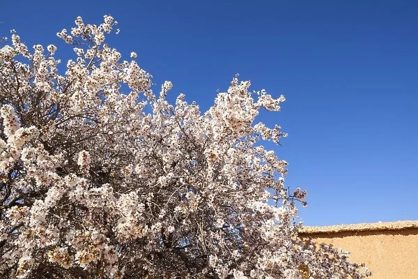 Almond blossom, Boumalne Du Dades, Morocco, North Africa, Africa