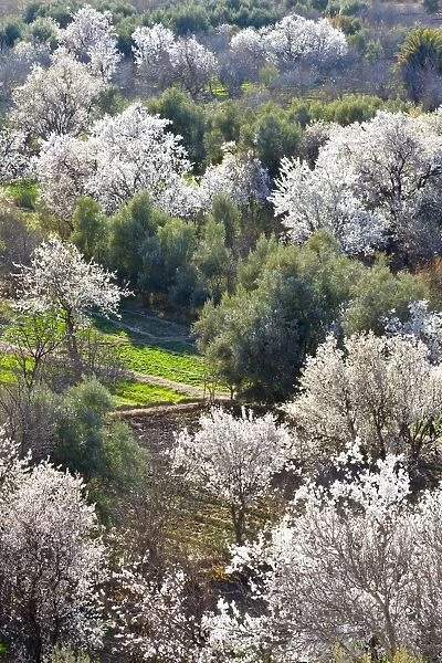 Almond blossom, El-Kelaa M Gouna, Morocco, North Africa, Africa