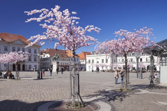 Framed Print : Almond Blossom in the Market Place, Landau, Deutsche Weinstrasse (German Wine Road), Rhineland-Palatinate, Germany, Europe Framed Print : Almond Blossom in the Market Place, Landau, Deutsche Weinstrasse (German Wine Road), Rhineland-Palatinate, Germany, Europe