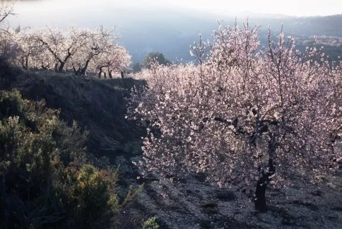 Framed Print : Almond blossom in spring Framed Print : Almond blossom in spring