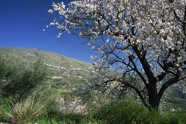 Almond blossom in springtime in the Alpujarras