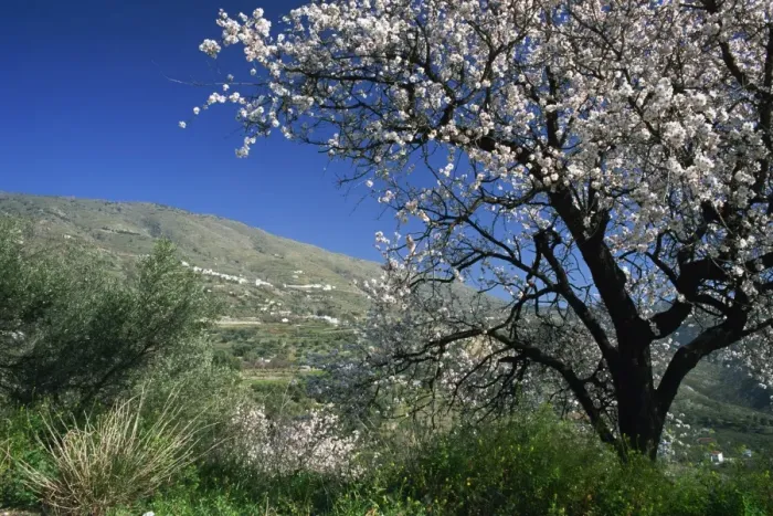 Framed Print : Almond blossom in springtime in the Alpujarras Framed Print : Almond blossom in springtime in the Alpujarras