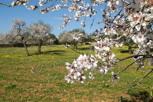 Almond blossom time, Majorca, Balearic Islands, Spain, Europe