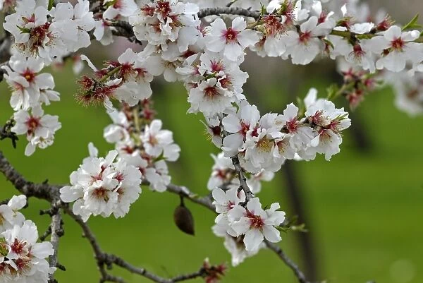 Almond blossom time, Majorca, Balearic Islands, Spain, Europe
