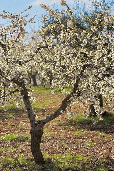 Almond orchard in blossom, Puglia, Italy, Europe