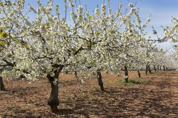 Almond orchard in blossom, Puglia, Italy, Europe