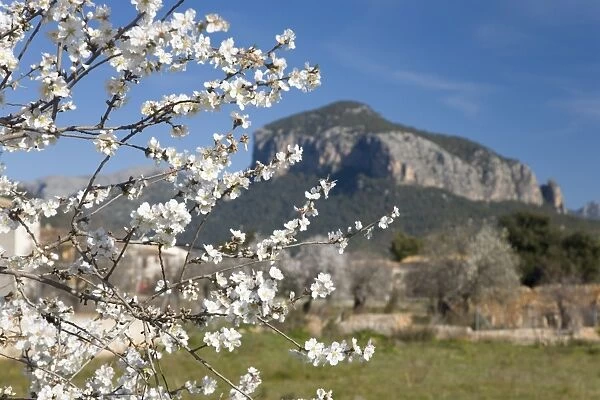 Almond tree (Prunus dulcis) in bloom and the Puig des Alcadena beyond