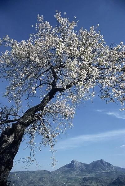 Almond tree in spring blossom