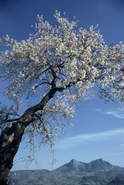 Framed Print : Almond tree in spring blossom Framed Print : Almond tree in spring blossom
