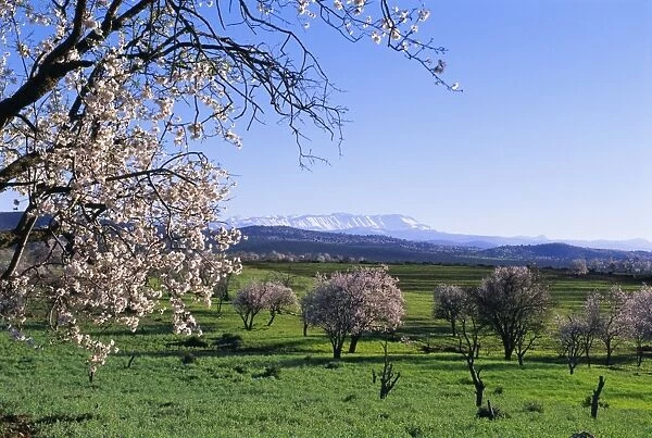 Almond trees in bloom
